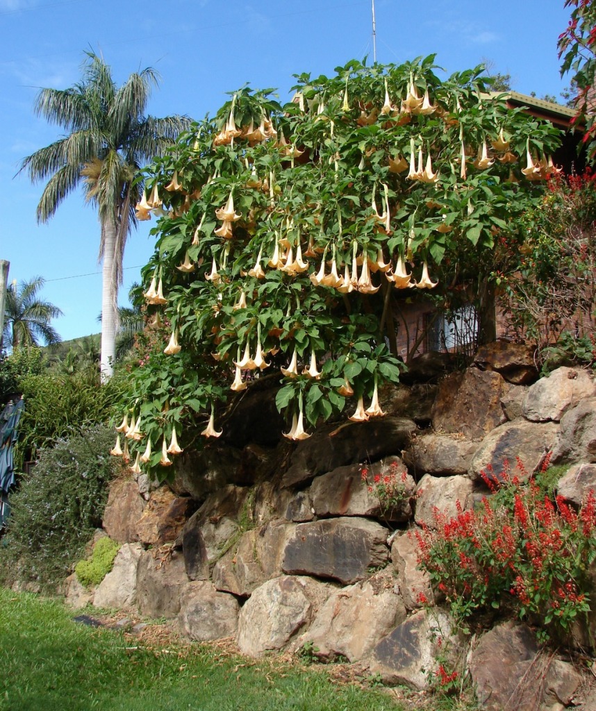 Brugmansia - Angel's Trumpet jigsaw puzzle in Flowers puzzles on TheJigsawPuzzles.com